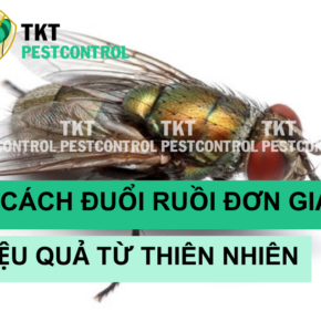 cach duoi ruoi