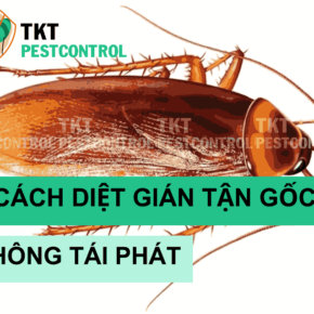 cach diet gian