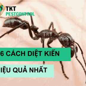 cach diet kien