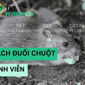 cach duoi chuot vinh vien