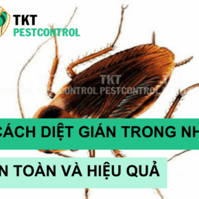 diet gian