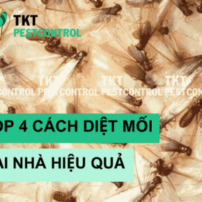 diet moi tai nha