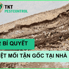 diet moi tan goc