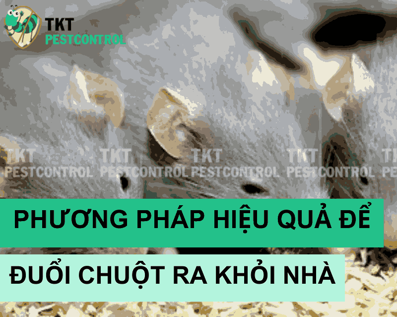 Phương pháp hiệu quả để đuổi chuột ra khỏi nhà