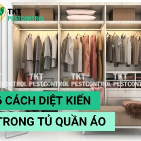 cach diet kien trong tu quan ao