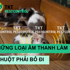 chuot so am thanh gi