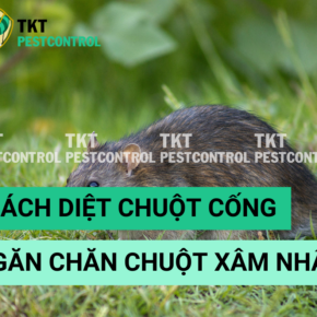 cach duoi chuot cong