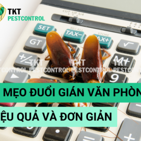 Meo duoi gian