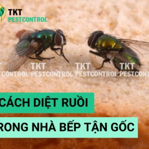 Diet ruoi