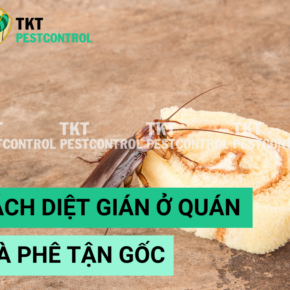 cach duoi gian
