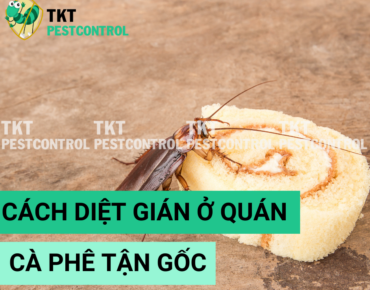 cach duoi gian