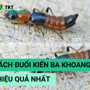 cach duoi kien ba khoang