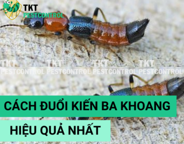 cach duoi kien ba khoang