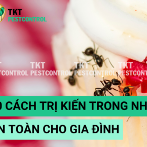cach tri kien trong nha