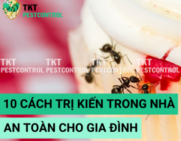 cach tri kien trong nha