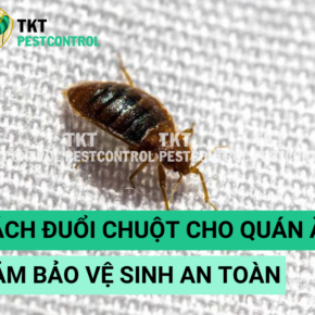 cach tri rep giuong