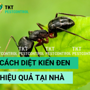 cach diet kien den