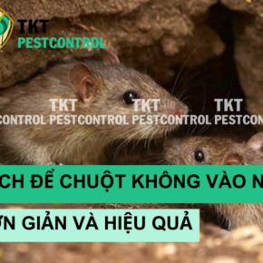 cach de chuot khong vao nha