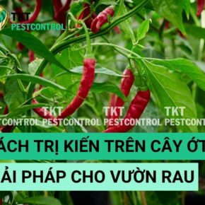 cach tri kien tren cay ot