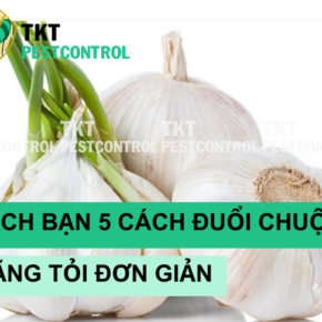 cach duoi chuot bang toi