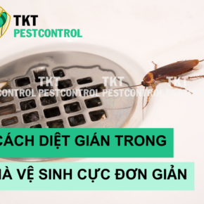 cach diet gian trong nha ve sinh
