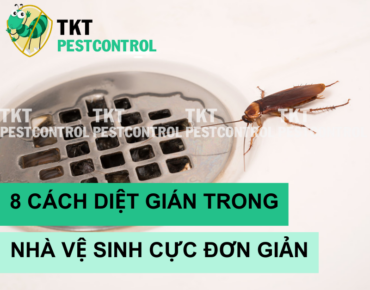 cach diet gian trong nha ve sinh