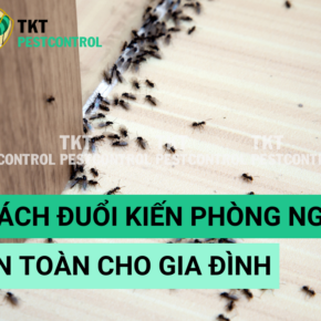 cach duoi kien trong phong ngu