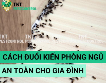 cach duoi kien trong phong ngu