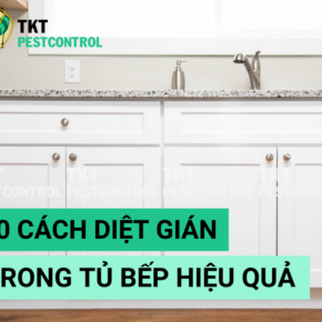 cach diet gian trong tu bep