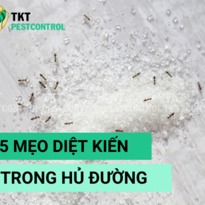 meo diet kien
