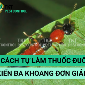 duoi kien ba khoang