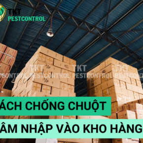 chong chuot