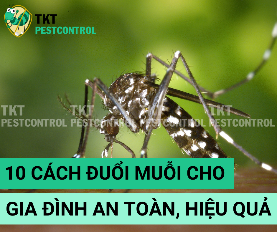 10 Cách đuổi muỗi cho gia đình an toàn, hiệu quả