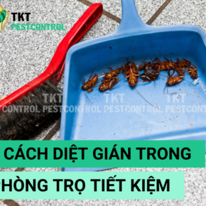 Cach diet gian trong phong tro