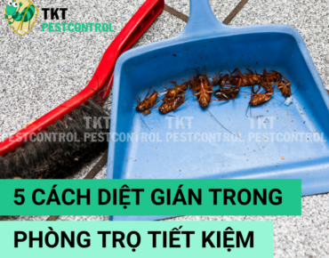 Cach diet gian trong phong tro