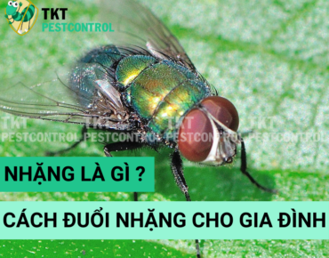 cach duoi nhang
