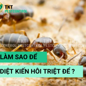 diet kien hoi