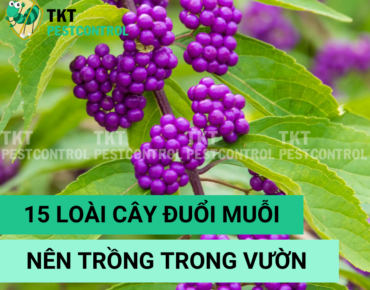 cay duoi muoi