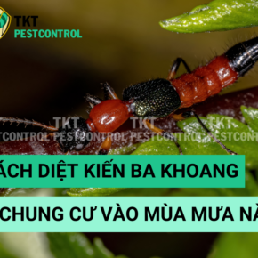 cach diet kien ba khoang o chung cu