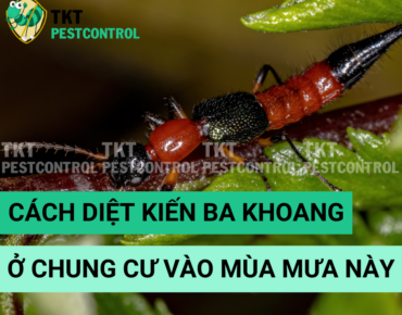 cach diet kien ba khoang o chung cu