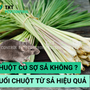 chuot co so sa khong
