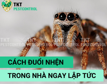 cach duoi nhen trong nha