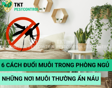 duoi muoi trong phong ngu