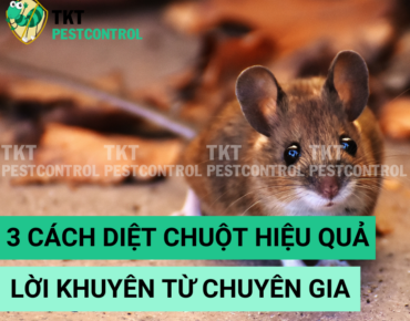 cach-diet-chuot-hieu-qua