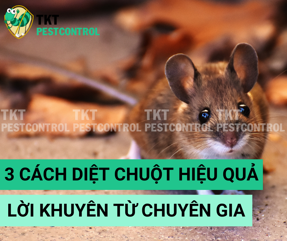 3 Cách diệt chuột hiệu quả – Lời khuyên từ chuyên gia