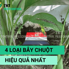 bay-chuot