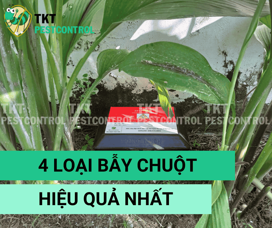 4 Loại Bẫy Chuột Hiệu Quả Nhất – Cách Bắt Chuột Thông Minh