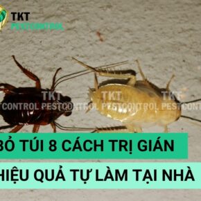 Bài viết: "Bỏ túi 8 Cách trị gián hiệu quả tự làm tại nhà"