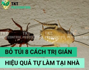 Bài viết: "Bỏ túi 8 Cách trị gián hiệu quả tự làm tại nhà"