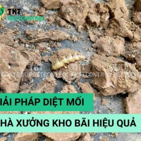 Giải pháp diệt mối nhà xưởng hiệu quả